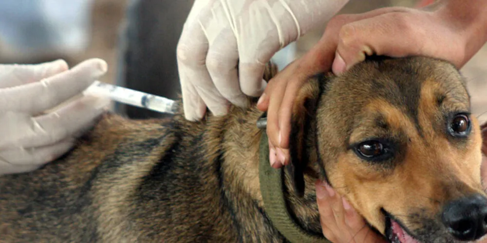 O município conta agora com uma sala de vacinação animal na sede, mas para atender a todos os tibagianos serão realizadas periodicamente essas ações nos distritos