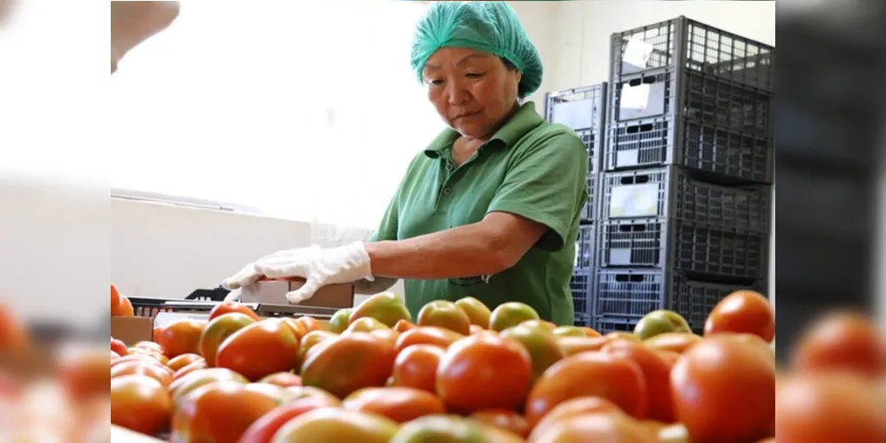 Mesmo com queda, setor de hortifrutigranjeiros teve aumento