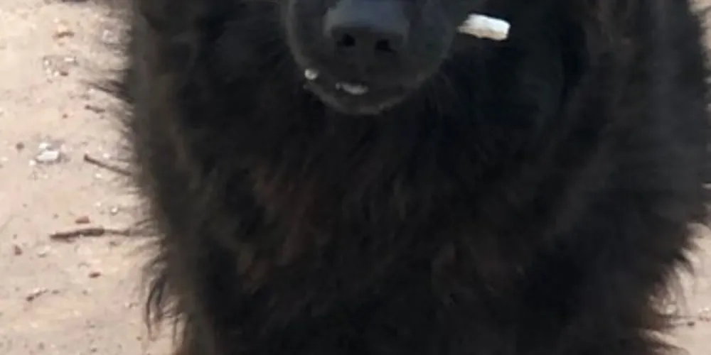 A pet é de porte grande e pesa entre 55 e 60 quilos, de pelo longo