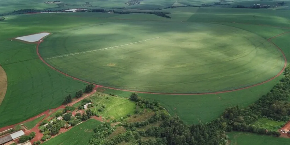 Com 312 mil hectares, produtores de milho terminam plantio da primeira safra