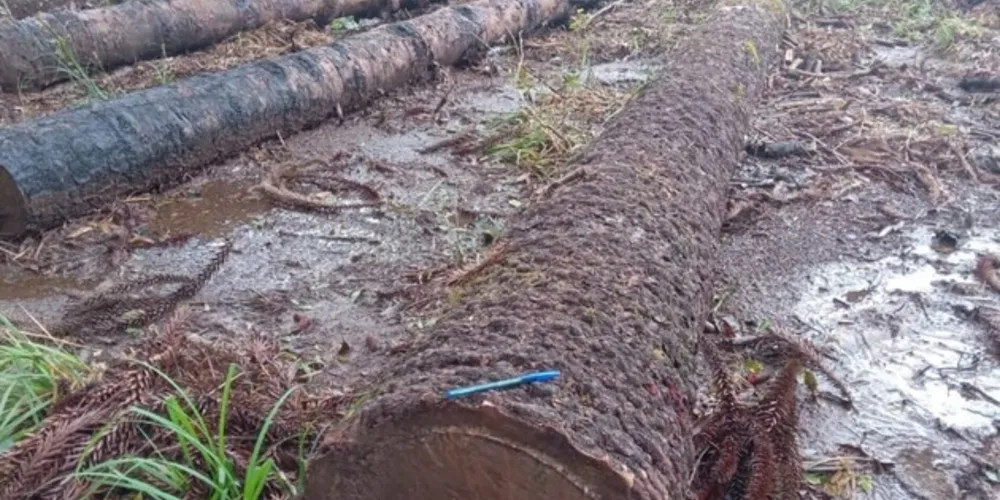 A Polícia Ambiental recebeu denúncia referente a desmatamento de árvores nativas na localidade de Água Branca, no município de São Mateus do Sul