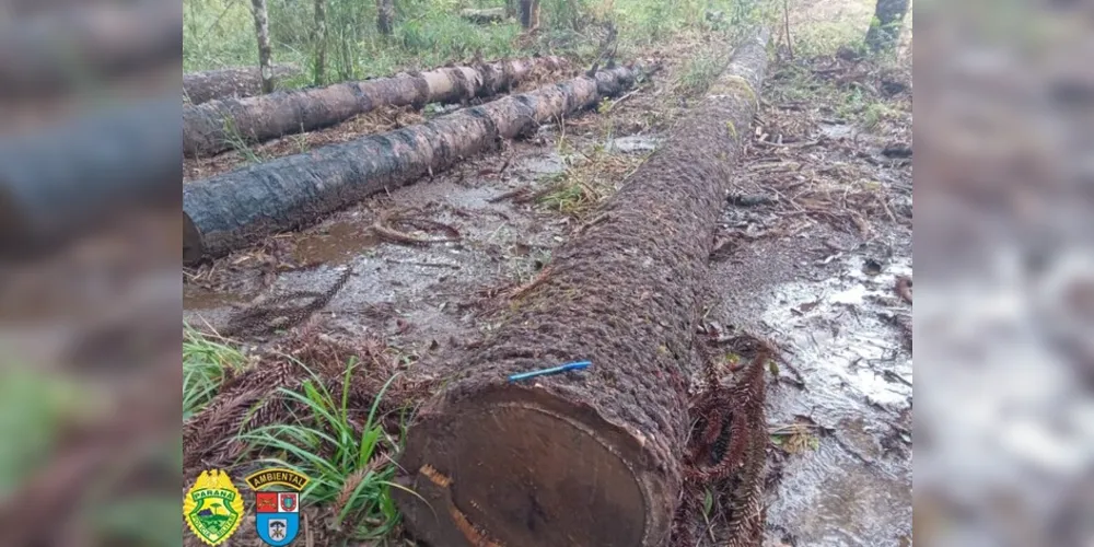 A Polícia Ambiental recebeu denúncia referente a desmatamento de árvores nativas na localidade de Água Branca, no município de São Mateus do Sul