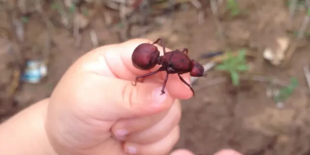 O consumo da formiga vem da cultura indígena