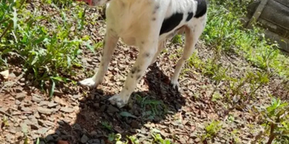 Tokinho encontra-se em um lar temporário, porque não pode ser levado de imediato até o abrigo, devido a comportamento receoso do animal