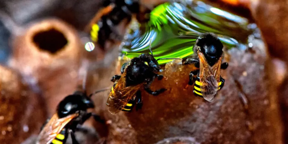 Em Porto Amazonas, alguns produtores trabalham com a produção de mel, tanto de abelhas com ferrão quanto as nativas (sem ferrão)