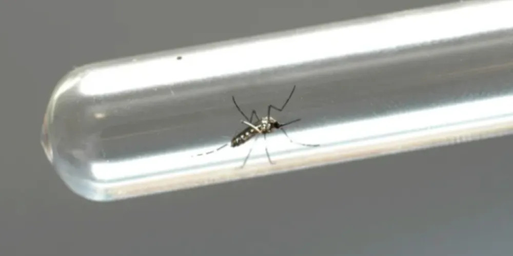 A região com mais casos confirmados de dengue até ao momento é Londrina