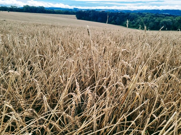 Há diversos registros que o trigo está brotando na própria espiga