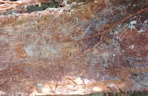 Raízes e fungos na parte interna da casca da árvore morta