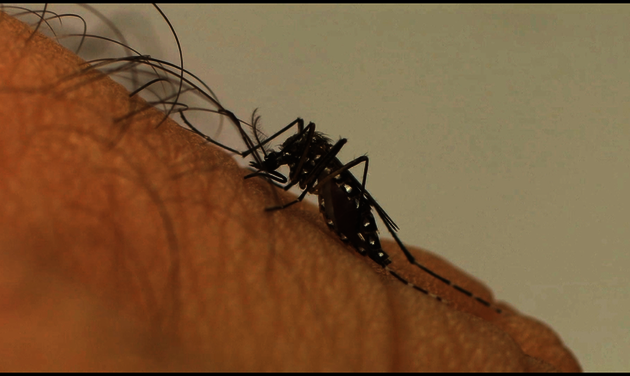 Deve-se reduzir a infestação de mosquitos por meio da eliminação de criadouros, sempre que possível