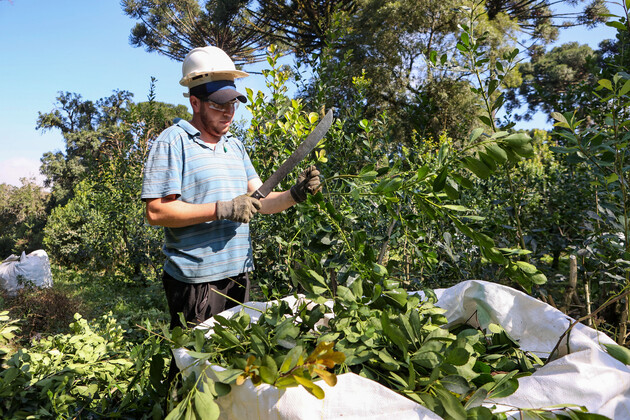 Com tradição e qualidade, a erva-mate ganha agora novos usos, de olho na internacionalização do produto