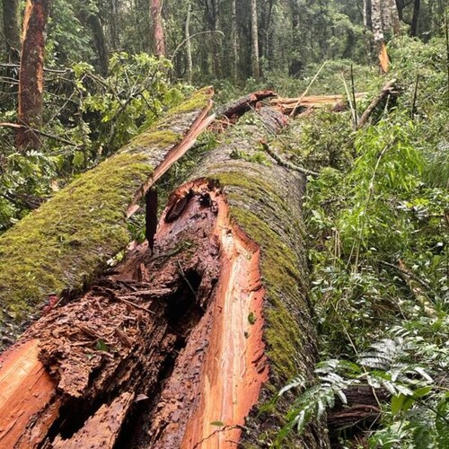 Maior Araucária do Paraná, com 750 anos, foi derrubada pelo vento na noite de sábado (28)