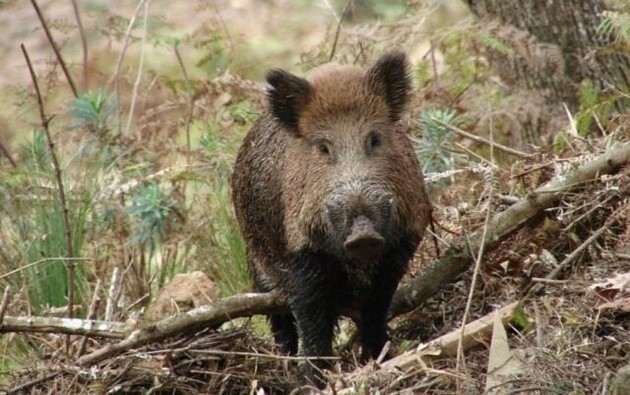 A Guia de Tráfego Especial (GTE) emitida para abate da fauna exótica invasora só terá validade quando acompanhada do documento comprobatório da necessidade de abate da fauna invasora