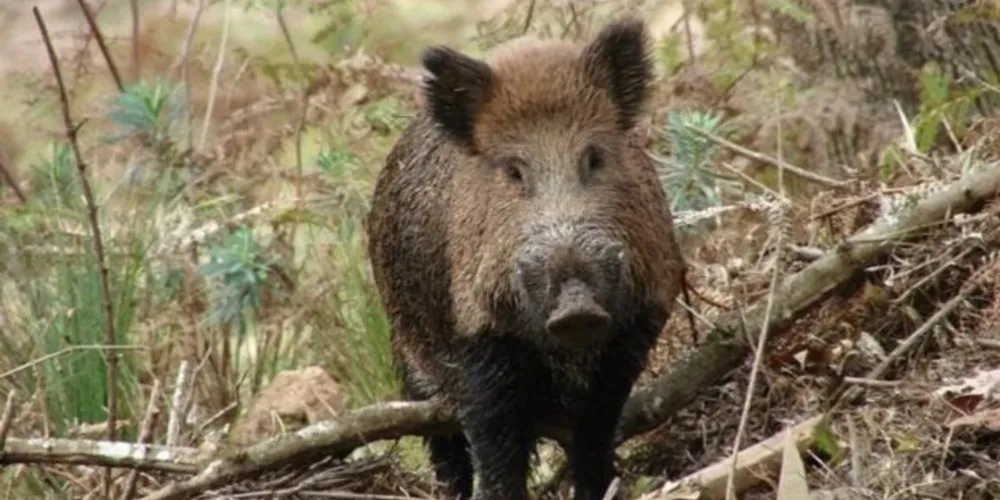 A Guia de Tráfego Especial (GTE) emitida para abate da fauna exótica invasora só terá validade quando acompanhada do documento comprobatório da necessidade de abate da fauna invasora