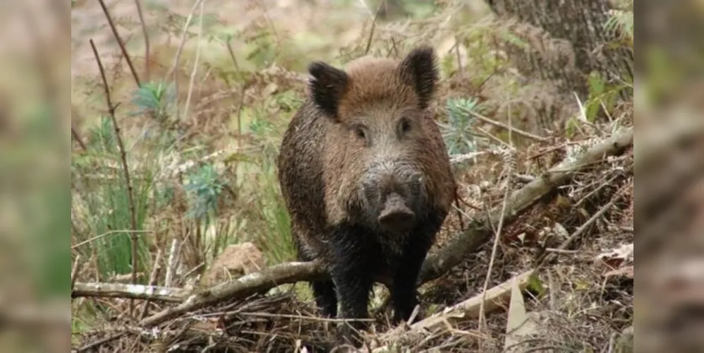 A Guia de Tráfego Especial (GTE) emitida para abate da fauna exótica invasora só terá validade quando acompanhada do documento comprobatório da necessidade de abate da fauna invasora