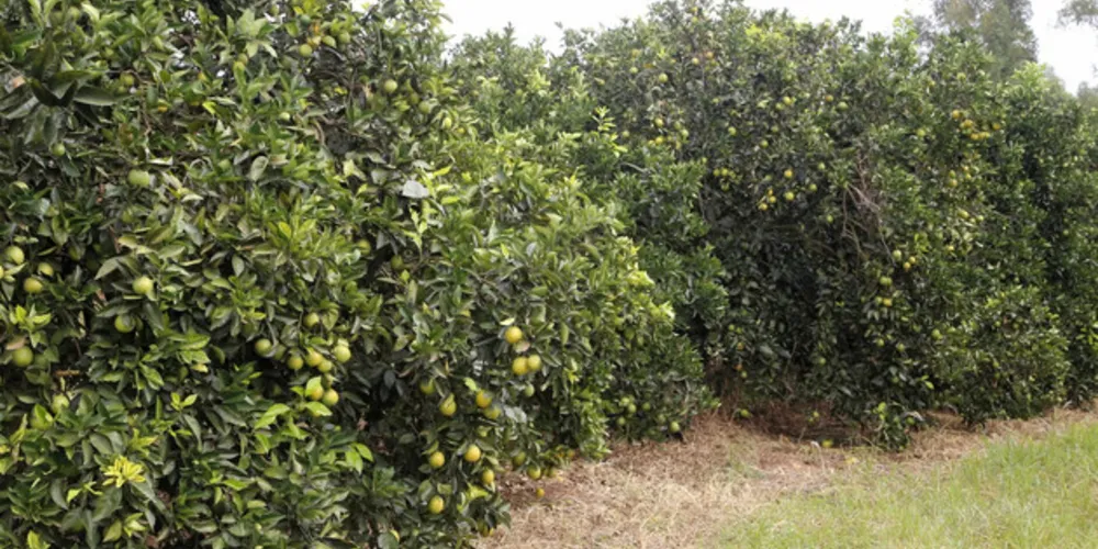 Desde a detecção de aumento anormal da doença, o Estado juntou forças para ações de prevenção e controle do greening