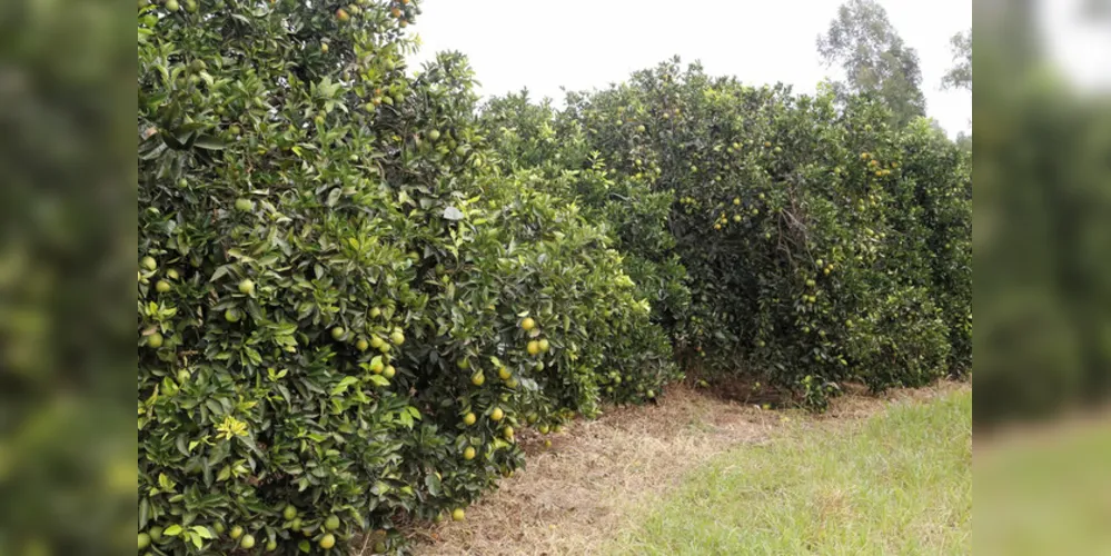 Desde a detecção de aumento anormal da doença, o Estado juntou forças para ações de prevenção e controle do greening