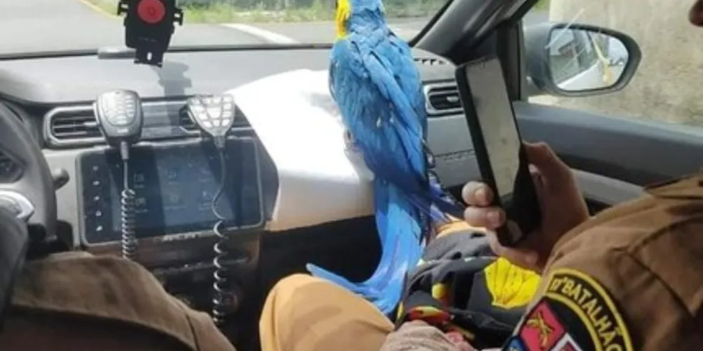 Ave viajou na viatura da Polícia Militar