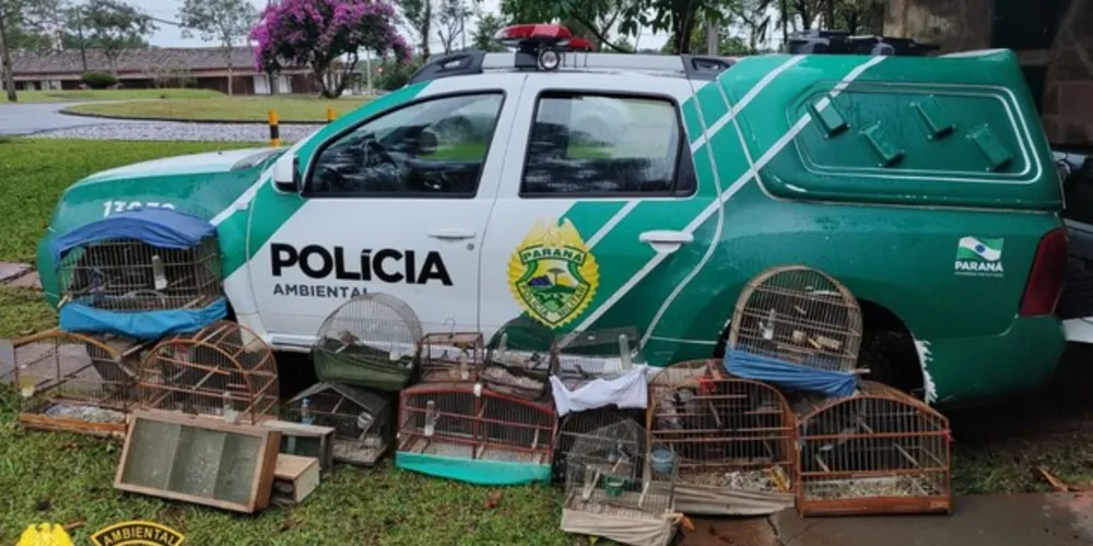 Animais foram recolhidos pelas autoridades.
