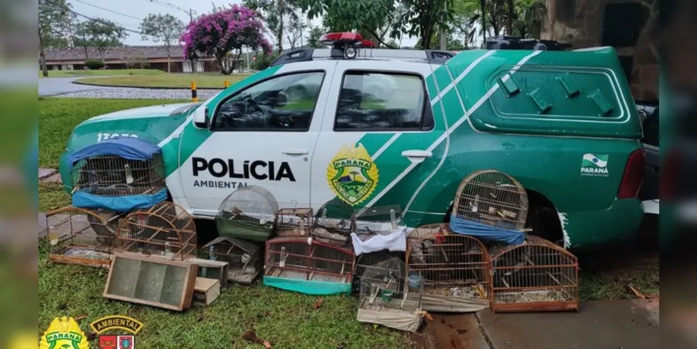 Animais foram recolhidos pelas autoridades.