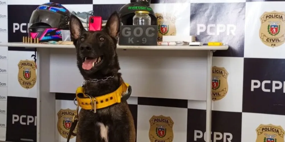 Cães auxiliaram na operação