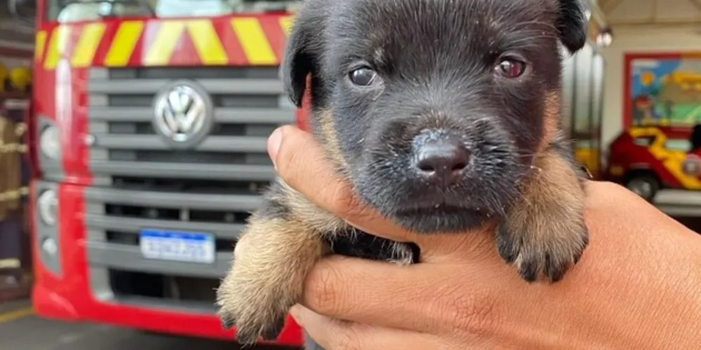 Animal foi encaminhado ao Quartel Central dos Bombeiros