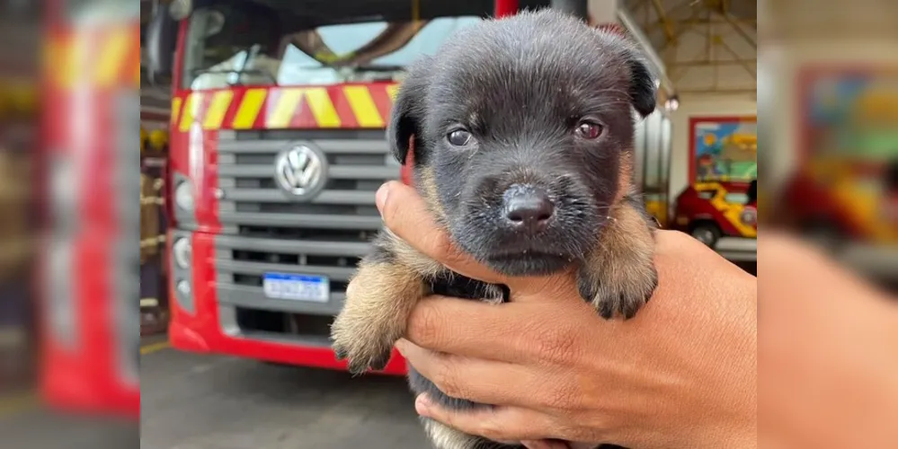 Animal foi encaminhado ao Quartel Central dos Bombeiros