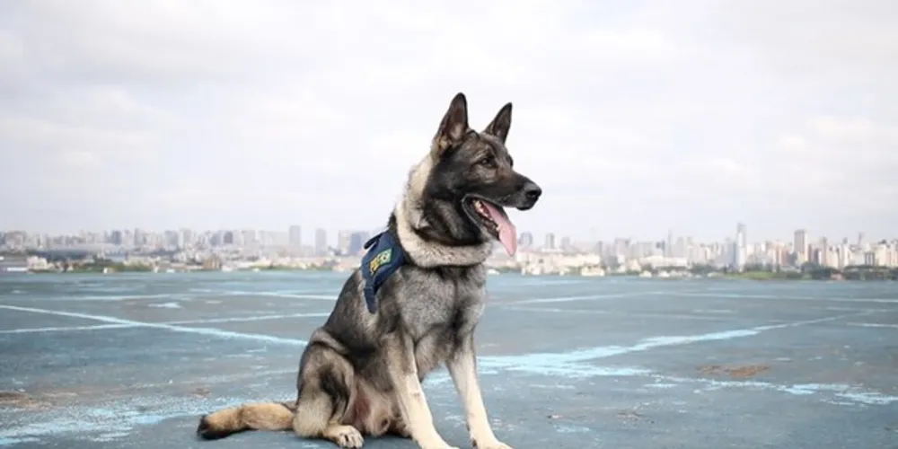 A PRF estabeleceu critérios para aceitar a adoção de Echo