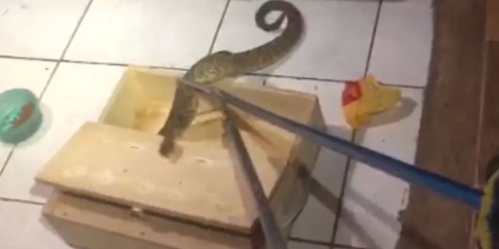 A serpente foi gradualmente colocada em uma caixa adequada para o transporte seguro.