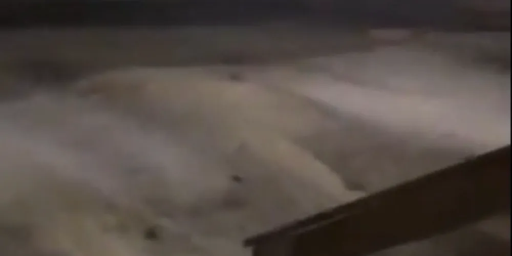 Segundo os moradores da região, a presença dos animais já é considerada “normal”.