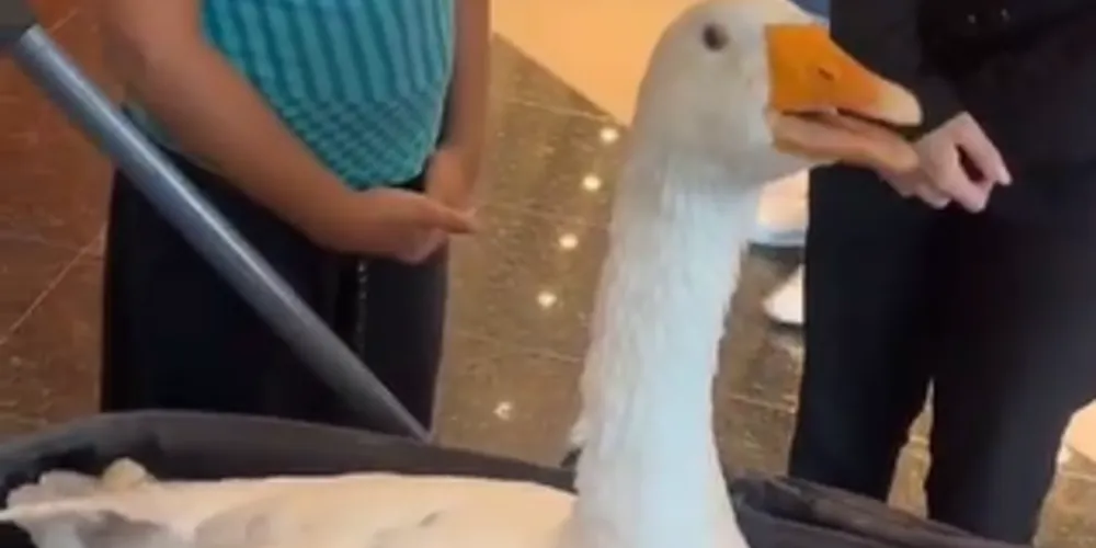 Veja o momento do passeio no vídeo