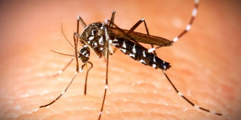 Cidade já registrou 59 casos positivados para a dengue