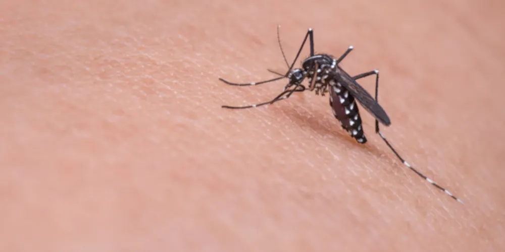 Casos de dengue dobraram na última semana, em Ponta Grossa