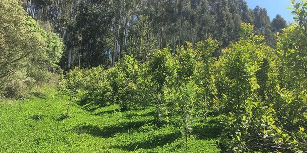 A produção de erva-mate figura entre as 13 práticas tecnológicas consideradas potencialmente mitigadoras pelo Plano ABC+