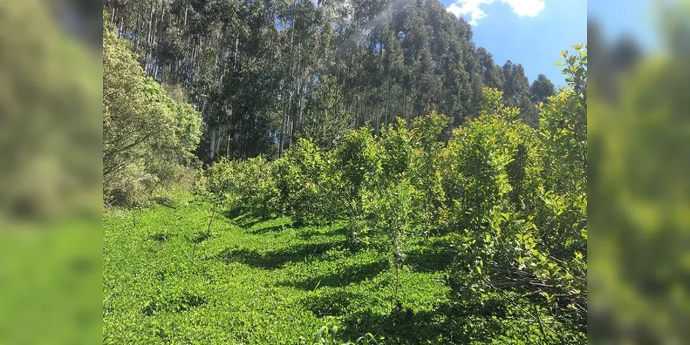 A produção de erva-mate figura entre as 13 práticas tecnológicas consideradas potencialmente mitigadoras pelo Plano ABC+