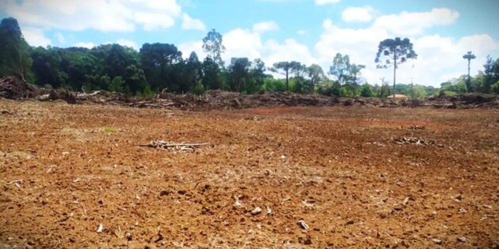 Árvores ameaçadas de extinção foram cortadas pelo suspeito