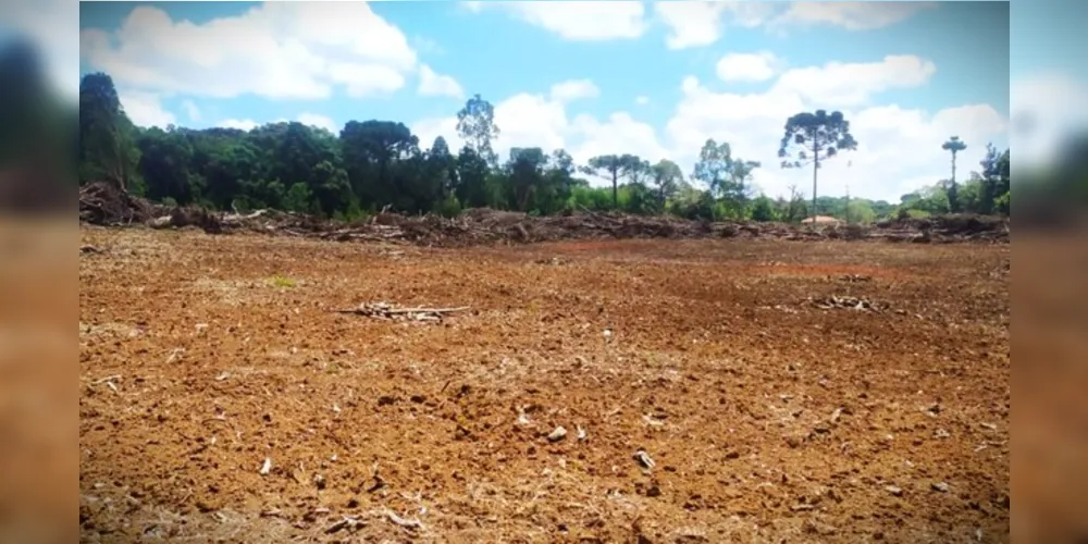 Árvores ameaçadas de extinção foram cortadas pelo suspeito