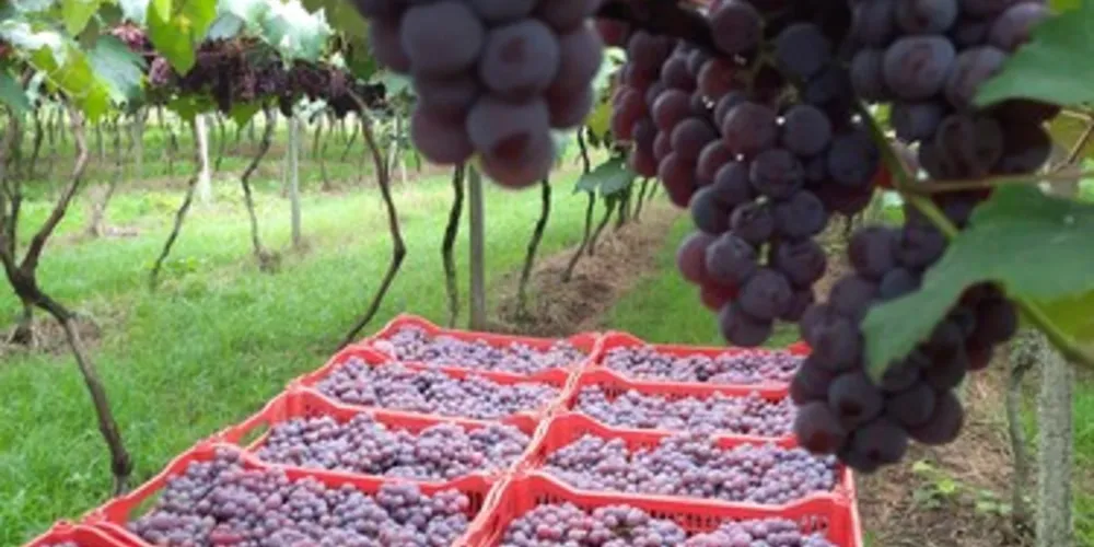 O quilo da uva será vendido a R$ 10,00
