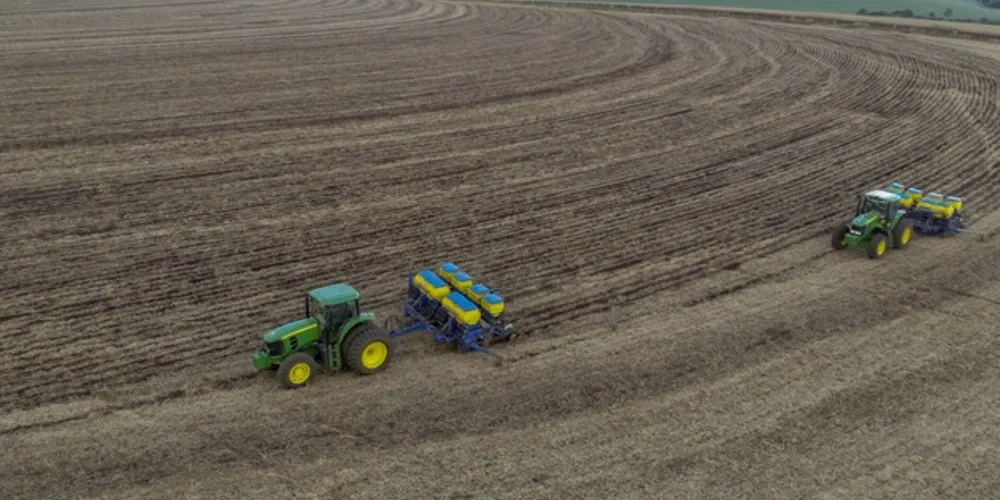 Já foram plantados mais de 1,6 mil hectares dos 2,4 milhões previstos para esta safra no estado