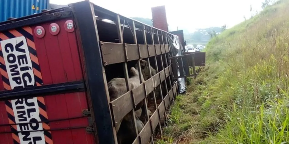 Às 7h30 da manhã de terça restavam quatro animais para serem retirados do local
