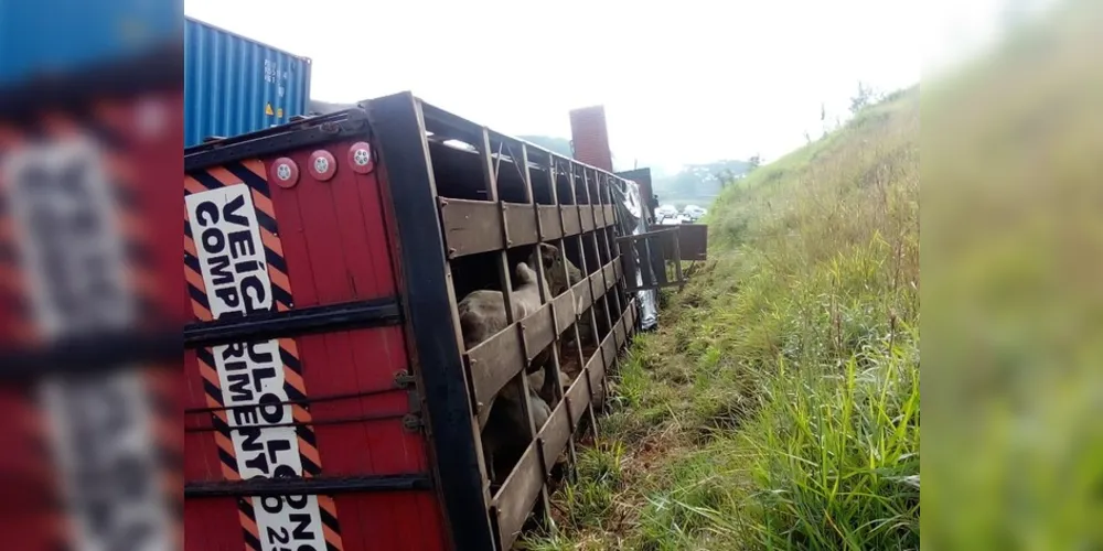 Às 7h30 da manhã de terça restavam quatro animais para serem retirados do local