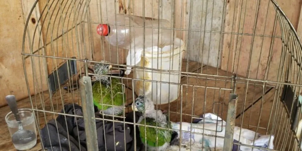 Maritacas foram apreendidas pelos agentes de segurança