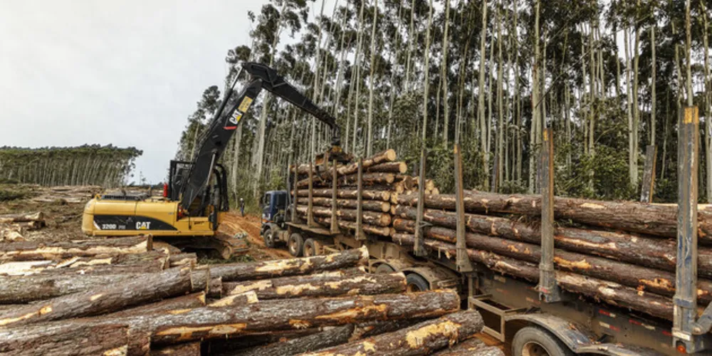 A região tem amplas áreas de florestas, destinadas, em sua maior parte, para as indústrias de papel e celulose instaladas nos Campos Gerais
