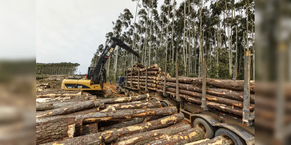 A região tem amplas áreas de florestas, destinadas, em sua maior parte, para as indústrias de papel e celulose instaladas nos Campos Gerais