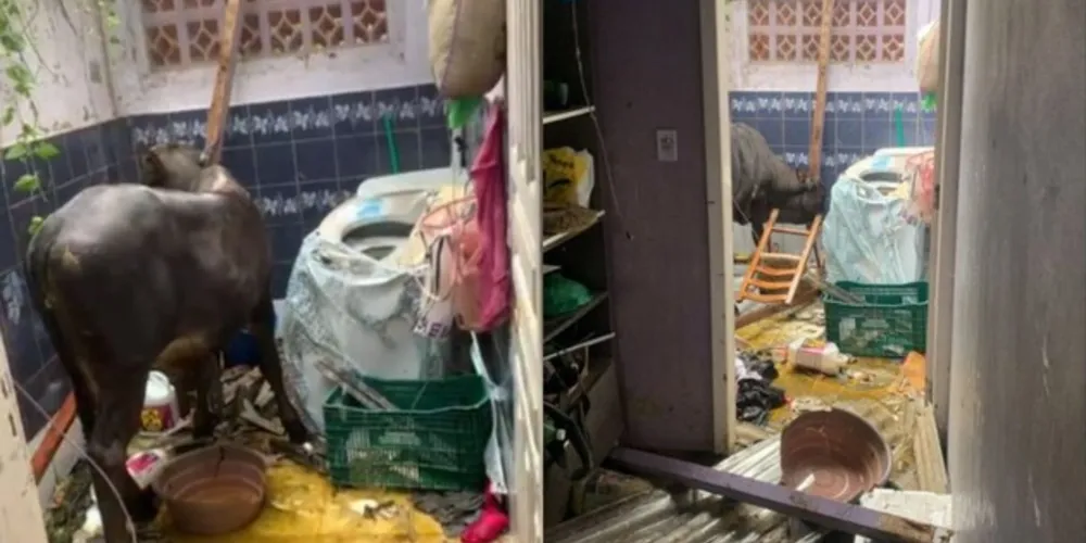 Na imagem é possível ver a violência do incidente.