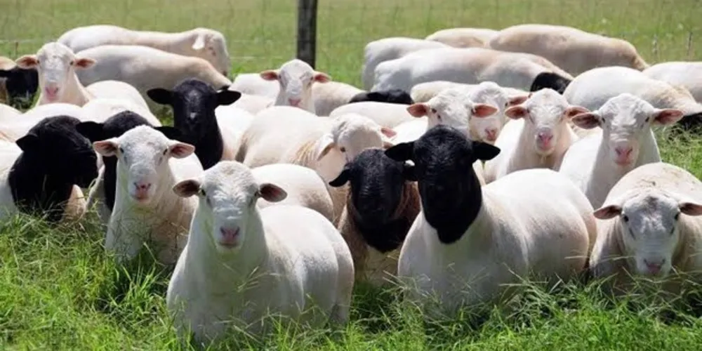 O objetivo do projeto é regularizar a escala de produção de cordeiros na região