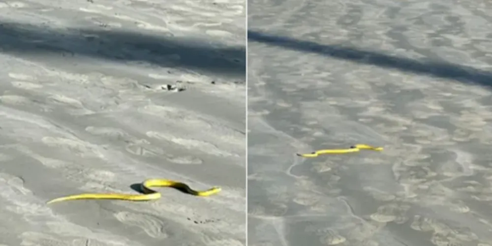 Banhistas tiraram foto no litoral paulista