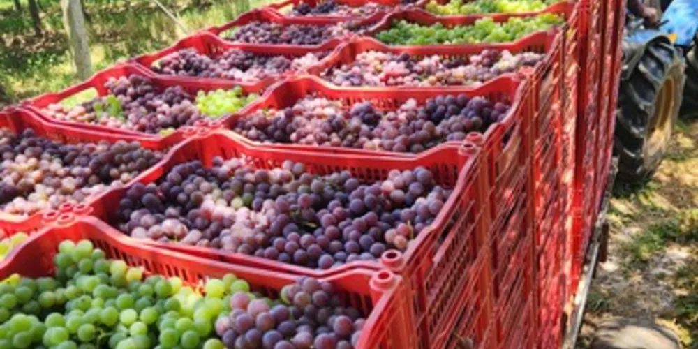 Estarão disponíveis para venda cerca de 30 toneladas de uvas