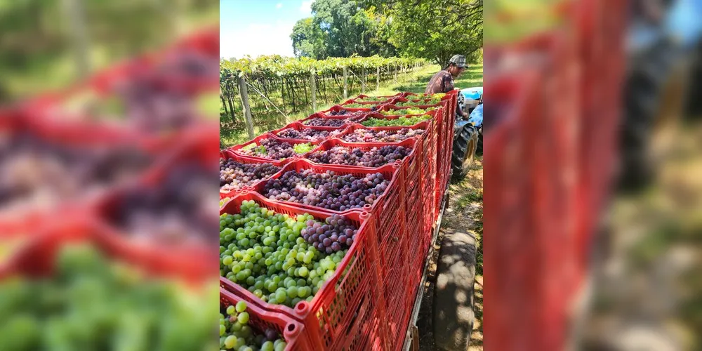 Estarão disponíveis para venda cerca de 30 toneladas de uvas