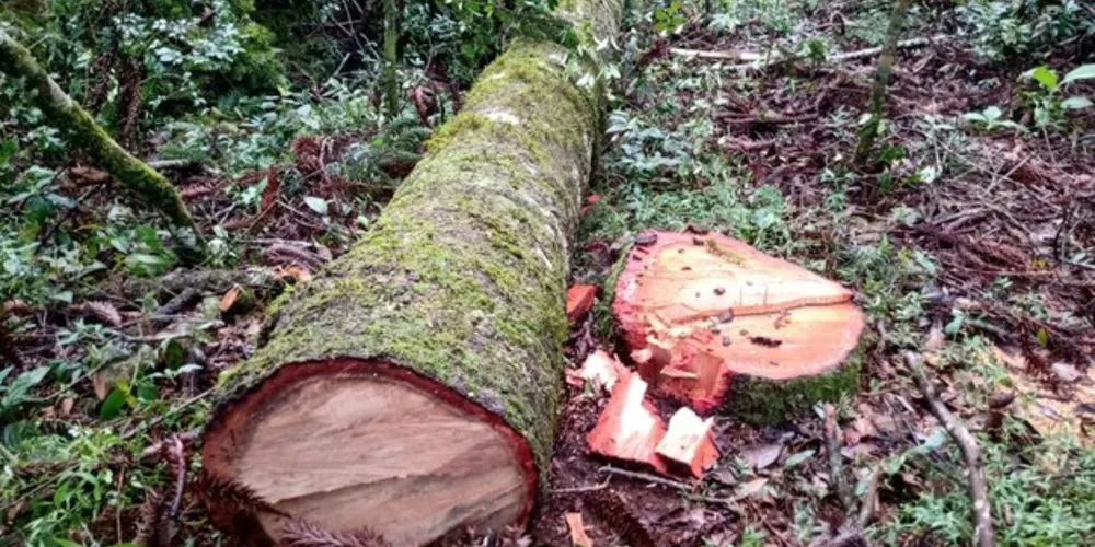 Devido o proprietário não possuir autorização ambiental, ele foi autuado no valor de R$ 60 mil e responderá criminalmente pelos danos