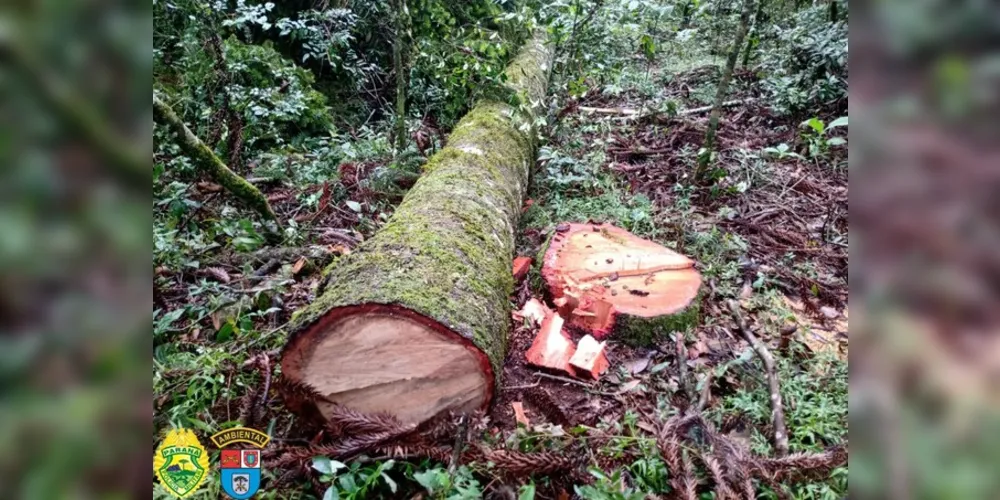 Devido o proprietário não possuir autorização ambiental, ele foi autuado no valor de R$ 60 mil e responderá criminalmente pelos danos